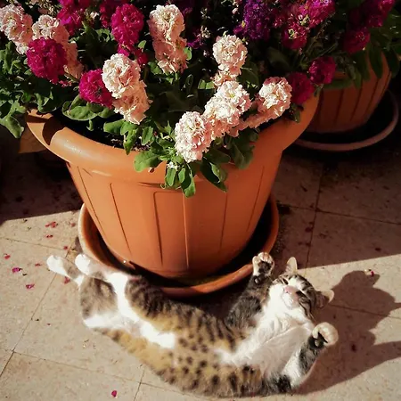 Σπίτι διακοπών Casa Da Sogno Con Terrazzo Τίβολι